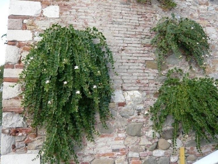 http://static.giardinaggio.it/giardino/aromatiche/cappero-pianta_NG1.jpg